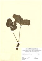 藏品(濱當歸)的圖片